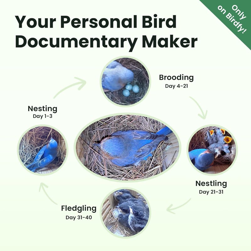 Birdfy Bird House with Camera Inside with Iron Guard, AI Identify & Nest Story, 1080P HD & Night Vision for Bluebird Finch Swallow Wren Chickadee Nesting Watching, Auto Detect & Notify - Image 3